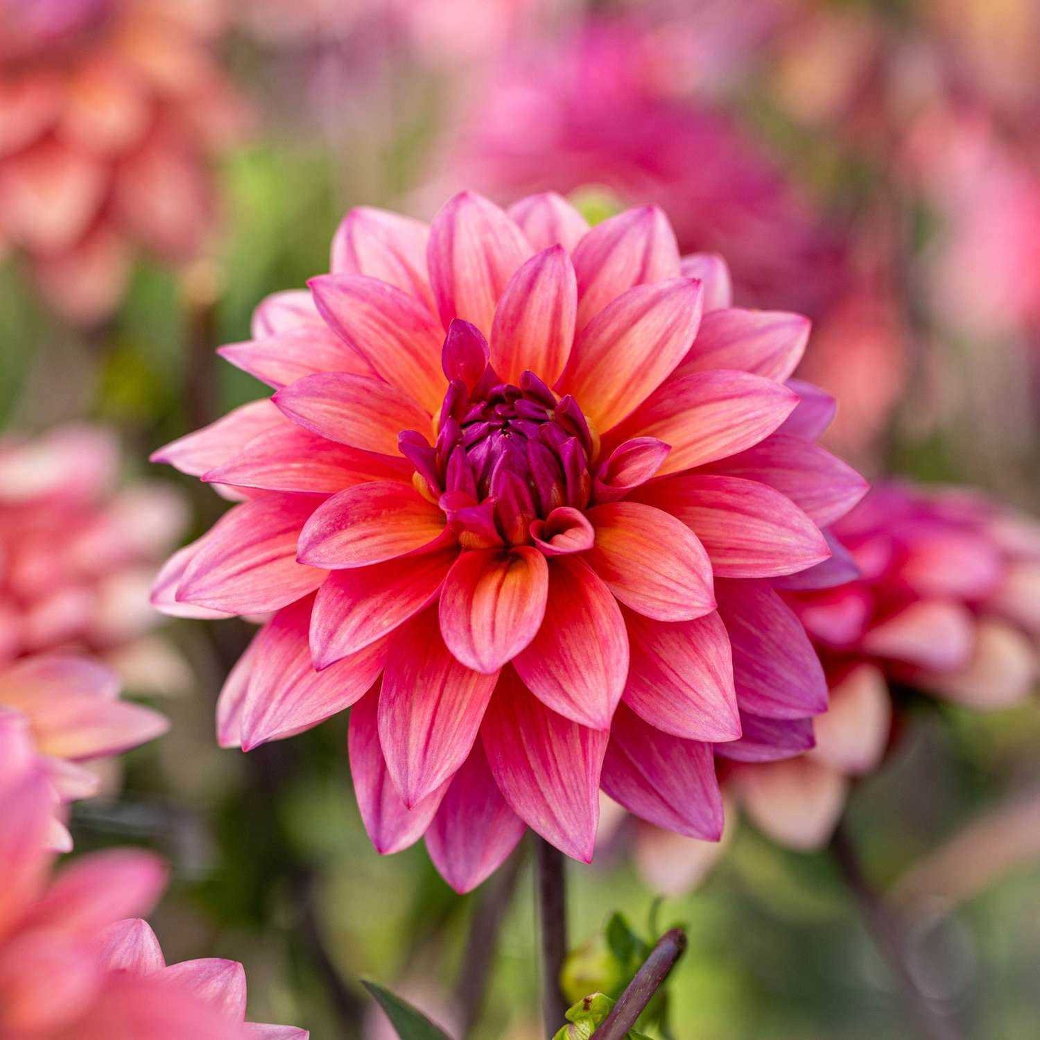 Dahlia 'Feline Yvonne'